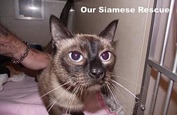 Our Siamese Rescue