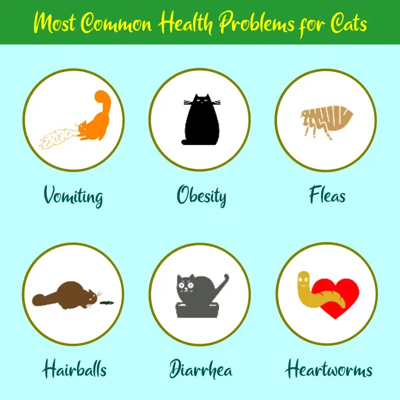 cat health problems