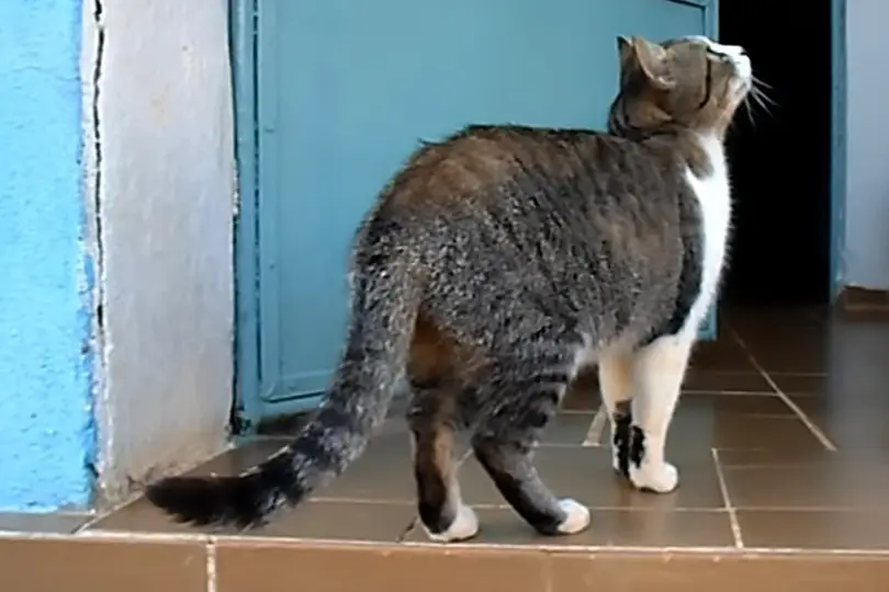 brazilian shorthair cat facts