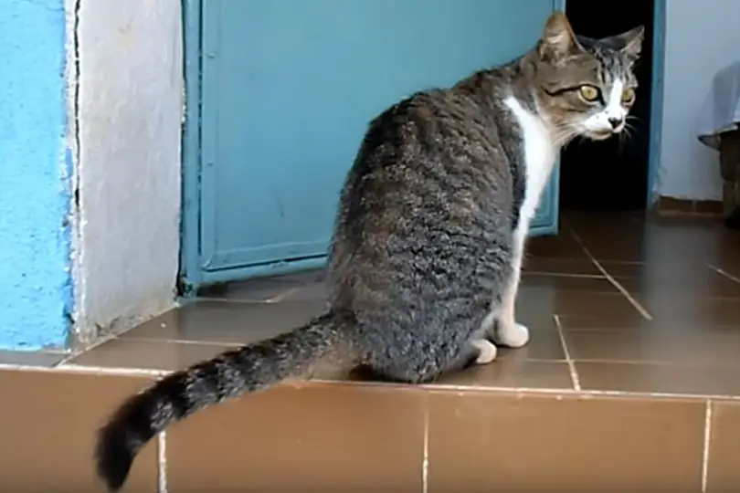 brazilian shorthair cat price