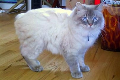 long haired cat breeds cymric
