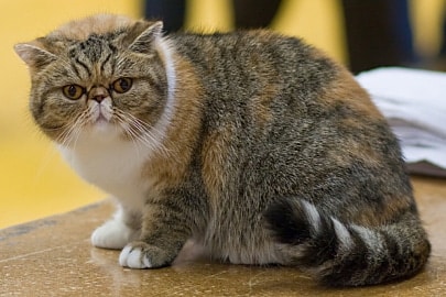 cutest cat breeds exotic shorthair