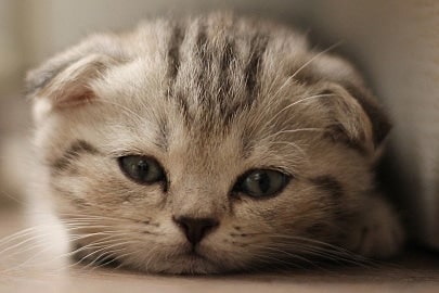 cutest cat breeds scottish fold
