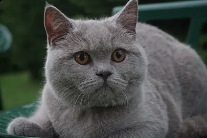 cutest cat breeds british shorthair