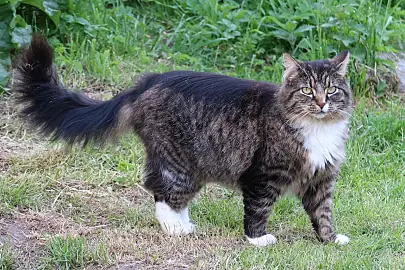 large cat breeds norwegian forest