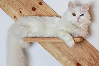 long haired cat breeds turkish angora