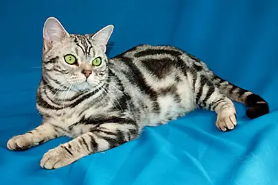friendliest cat breeds american shorthair