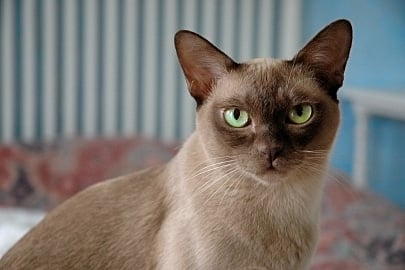 friendliest cat breeds european burmese
