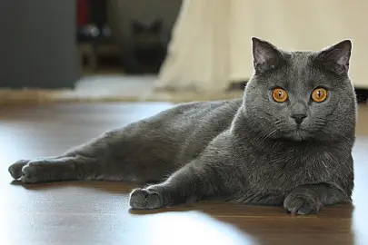 friendliest cat breeds chartreux