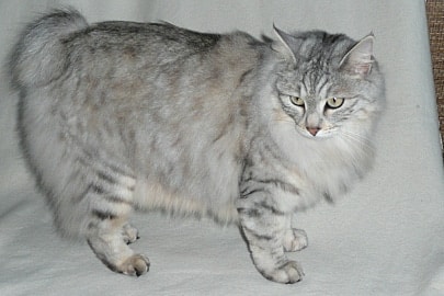 long haired cat breeds kurilian bobtail
