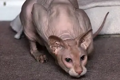 short haired cat breeds peterbald