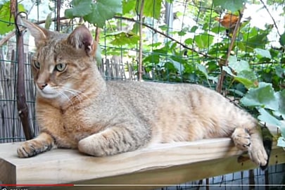 large cat breeds chausie