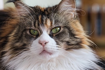 large cat breeds maine coon