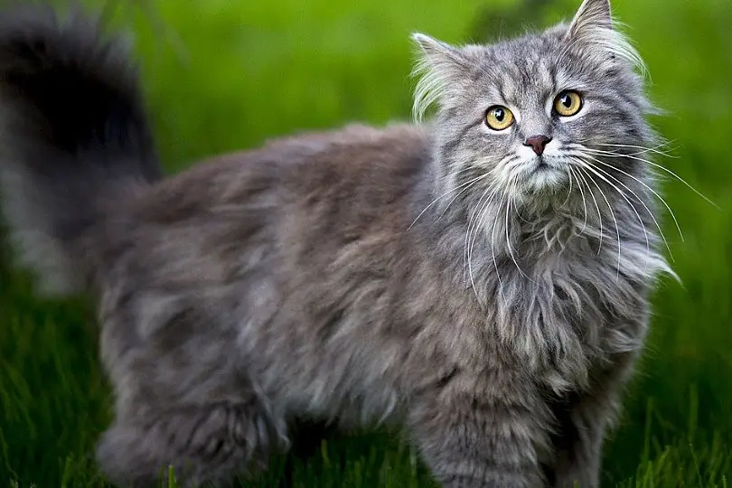 maine coon personality