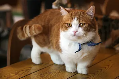 cutest cat breeds munchkin