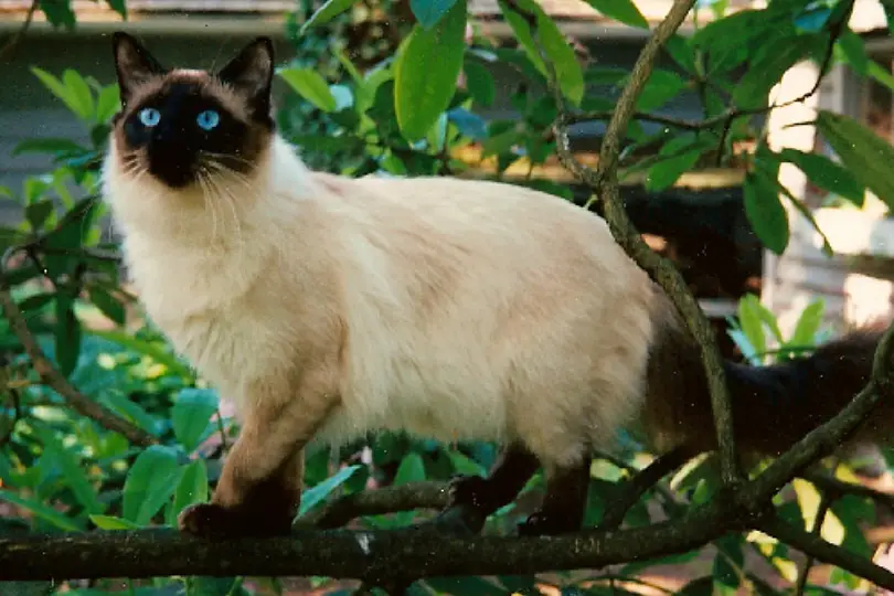 balinese cat facts
