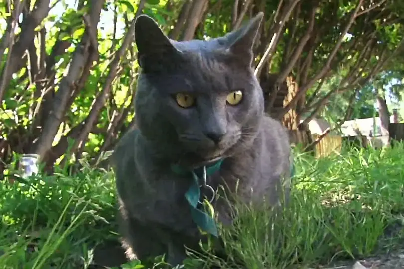 russian blue features