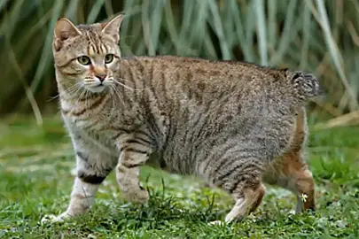 large cat breeds pixiebob