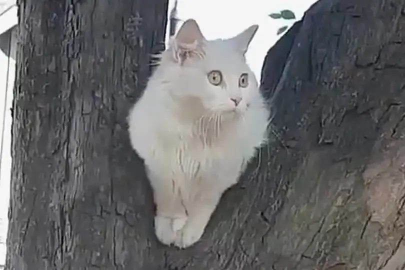turkish angora cat facts