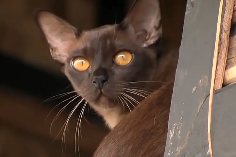 friendliest cat breeds burmese