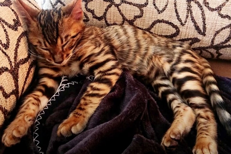 toyger cat facts