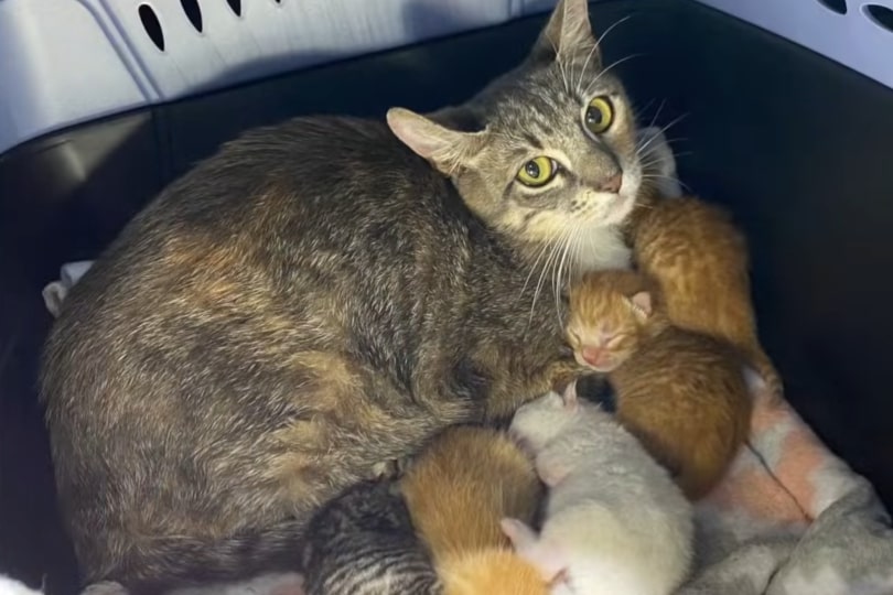 mother and kittens
