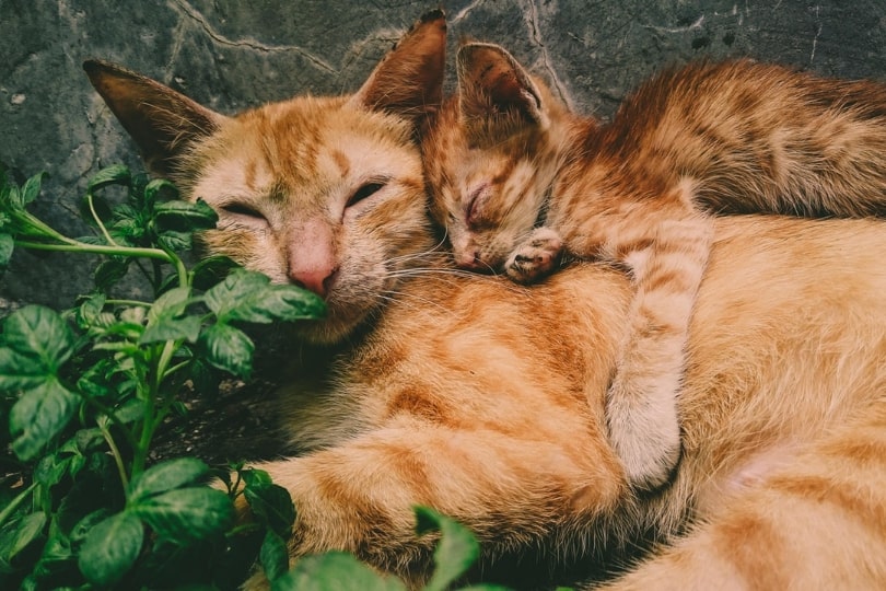 how to rescue stray cats and kittens
