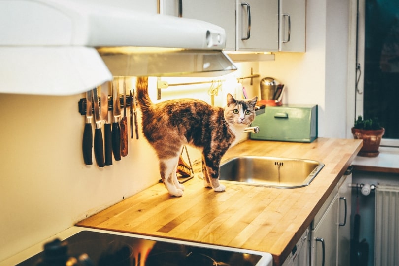 cat on countertop