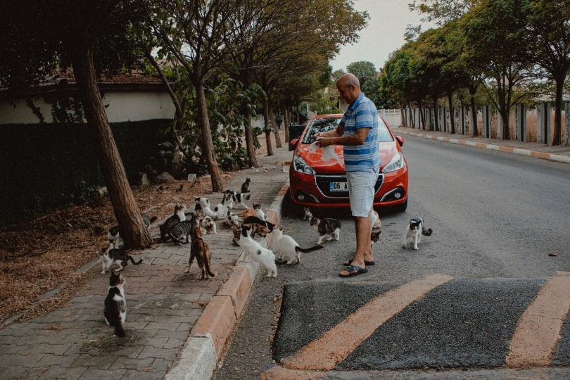 helping homeless cats