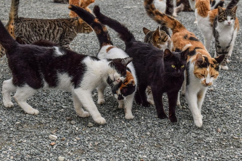 feral colony community cats