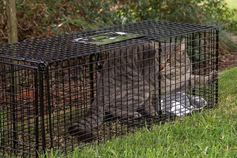 stray cat trap neuter return
