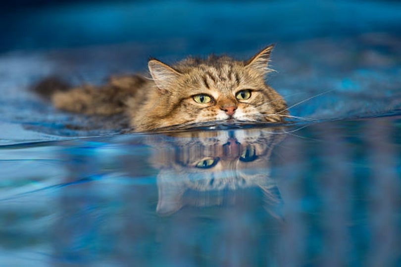 cats who love water