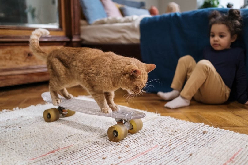 cats can easily learn tricks and complex routines