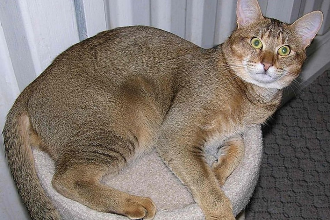 chausie cat breed