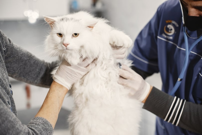 cat veterinarian visit
