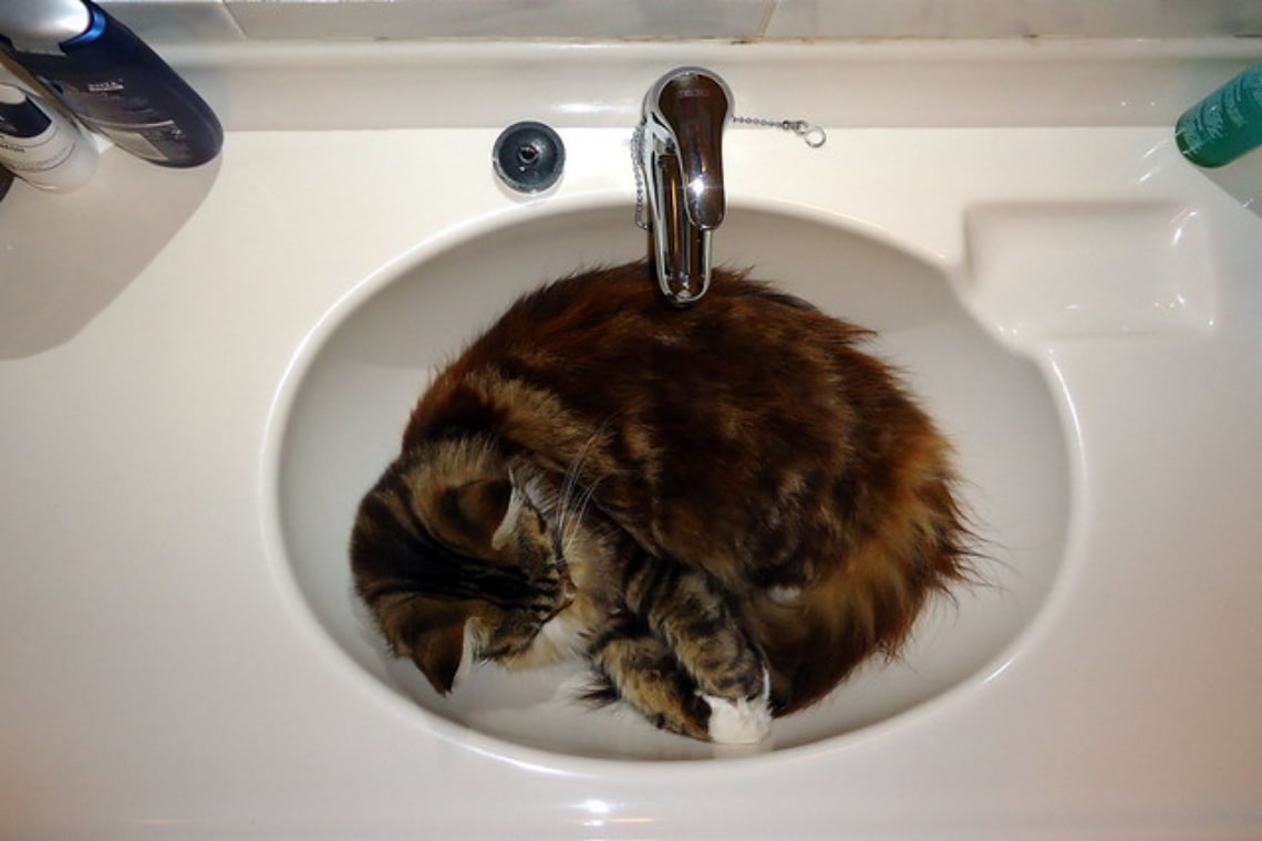 Why do cats sleep in a ball?