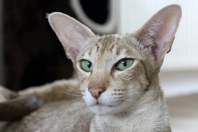 oriental shorthair cat breeders