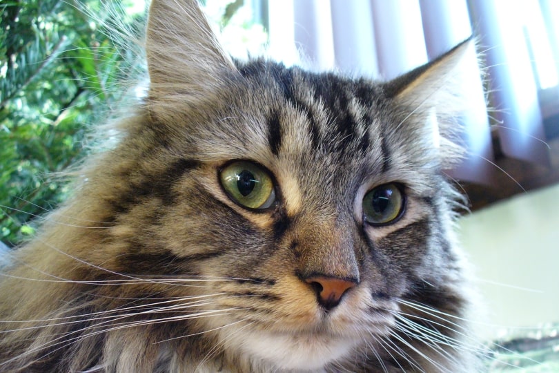 big nosed maine coon